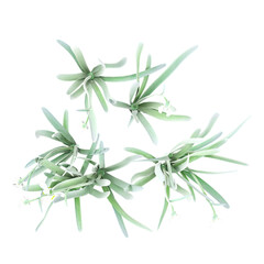 collection of Snowdrop tree with realistic style from top view