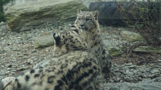 Two snow leopard cubs relaxing among rocks