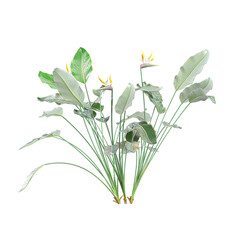 collection of Strelitzia reginae tree on transparent canvas