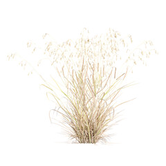 Obraz premium Green Common quaking grass panorama isolated on Canvas