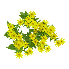 Green Helianthus plant isolated on Canvas from top view