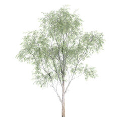 Obraz premium Green Southern Blue gum Tree isolated on Canvas