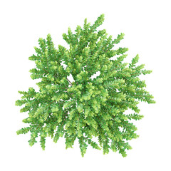 Fototapeta premium Isolated Japanese holly tree on transparent canvas from the top view