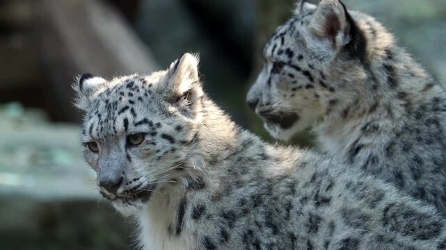 Family of snow leopards