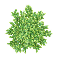 Top view of Japanese holly tree isolated on transparent Canvas