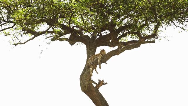 Leopard hanging from a tree in the wild