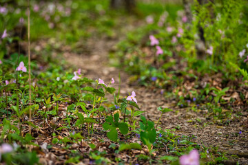 Pink multicolored trillium wildflowers flowers field closeup in Virginia Blue Ridge of Wintergreen Resort with bokeh