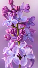 Lilac Bloom - A Close-Up of Springs Delicate Beauty.