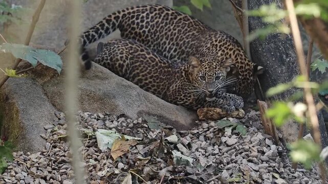 Two young leopards eating their prey