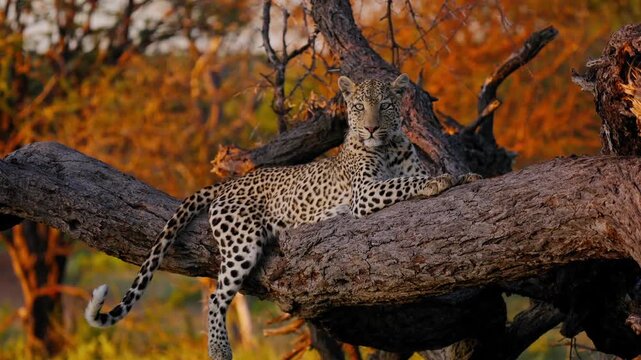 Leopard hanging from a tree