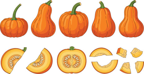 Cartoon Pumpkin and Squash Collection with Whole Cut and Sliced Vegetables Colorful Flat Vector Illustration Set