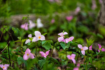Purple pink many white trillium wildflowers flowers field closeup macro in Virginia Blue Ridge of Wintergreen Resort