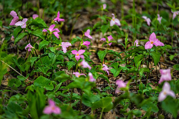 Purple pink many pattern trillium wildflowers flowers field closeup in Virginia Blue Ridge of Wintergreen Resort trail