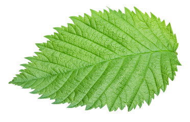 Hazelnut leaf isolated on transparent background. With PNG. Hazelnut leaf top view