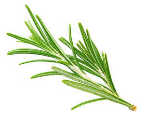 Rosemary isolated on white background. Fresh rosemary. Rosemary full macro. No AI