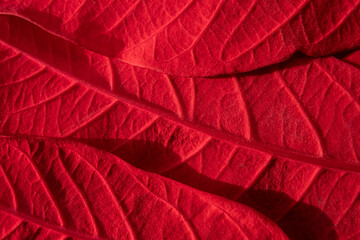 Close-up macro photograph of a bright red poinsettia leaf showing its natural veins and textured surface. Christmas background.