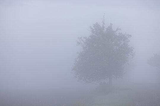 View of a lone tree stands shrouded in a thick, ethereal fog, its silhouette barely visible against the muted sky, creating a serene and mysterious scene, Brno, South Moravian Region, Czechia.