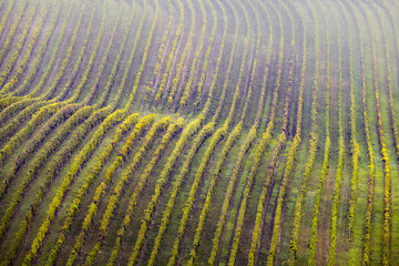View of verdant vineyard rows creating undulating patterns across the landscape, a testament to nature's artistry, Brno, South Moravian Region, Czechia.