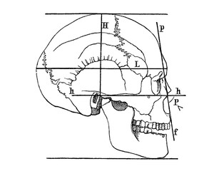 Mesocefalic skull in lateral view (Norma lateralis), with lines indicating the facial angle, old vintage illustration, 1897.
