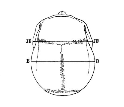 Mesokefalic skull seen from above (Norma verticalis), with lines illustrating the anatomical structure, old vintage illustration, 1897.