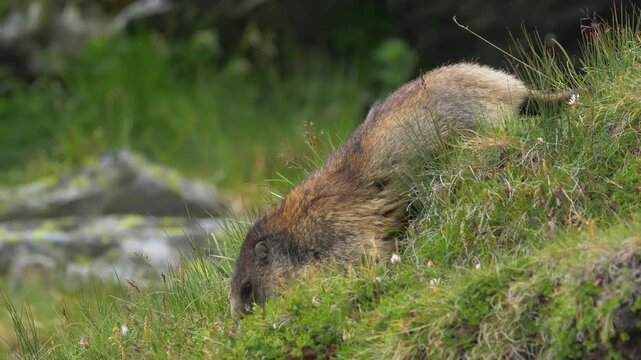 Marmot foraging in grass