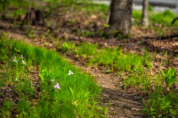 Pink and white color trillium wildflowers field closeup view in lush green grass at Virginia Blue Ridge of Wintergreen Resort