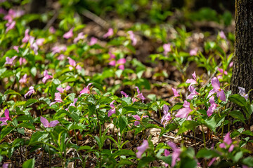 Purple pink colored many trillium wildflowers flowers field sunny closeup in Virginia Blue Ridge of Wintergreen Resort trail