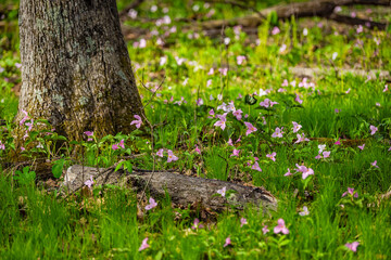 Many purple pink colored trillium wildflowers on field sunny closeup in Virginia Blue Ridge of Wintergreen Resort trail
