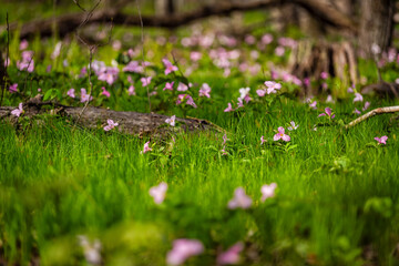 Many purple pink vibrant trillium wildflowers on field sunny closeup in Virginia Blue Ridge of Wintergreen Resort trail