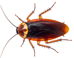 Macro close-up of cockroach head and thorax, isolated on transparent background 