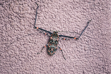 Exotic beetle