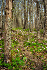 Pink and purple trillium wildflowers flowers field with trail footpath vertical view in Virginia Blue Ridge of Wintergreen Resort