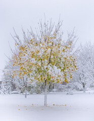 Arbre avec ses feuilles, enneigé , extérieur, jour, vertical
