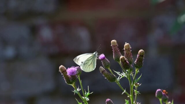 Slow motion (x10) of a Green-Veined White (Pieris napi) butterfly feeding on a thistle flower. July, Kent, UK. 