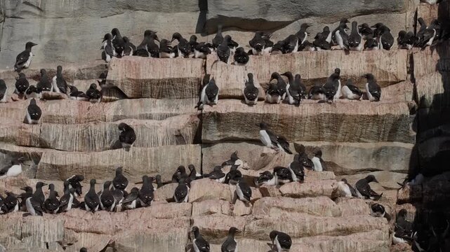 Vast colony of black-and-white seabirds packed on coastal cliffs, perching and nesting on rock ledges streaked with stains, shown across two frames of cliffside activity