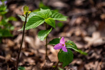 Wood-nettle and Pink trillium tri flower macro closeup with texture detail in Virginia Blue Ridge of Wintergreen Resort