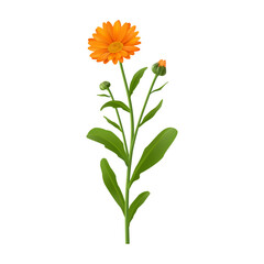 Fototapeta premium Calendula or african daisy blossom. Vector realistic blooming flower, realistic plant with twigs and leaves, foliage and branches. Florist design and natural vibrant inflorescence bouquet