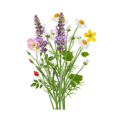 Bouquet of wildflowers of lavender, chamomile and rose. Vector realistic bloom, leaves and herb. Blossom and flourishing of plants, decorative florist design for home, present or gift