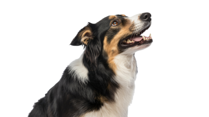Loyal border collie gazes upwards with anticipation, ready for fun, ideal for pet product marketing, veterinary campaigns, or heartwarming animal stories