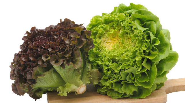 Fresh vibrant lettuce heads, red oak leaf and green butter lettuce, perfect for healthy eating campaigns or culinary projects with transparent background