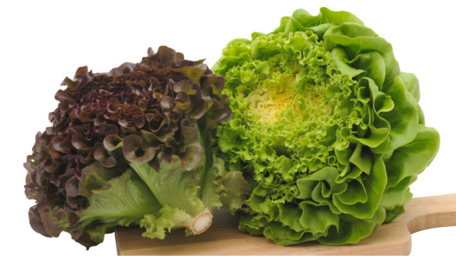 Fresh vibrant lettuce heads, red oak leaf and green butter lettuce, perfect for healthy eating campaigns or culinary projects with transparent background