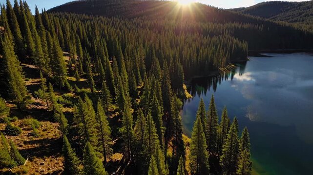 Beautiful mountain pine forest with a tranquil lake surrounded by a peaceful wilderness, and a clear sky above it.