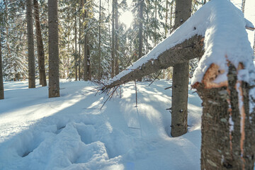 In the Siberian taiga in winter