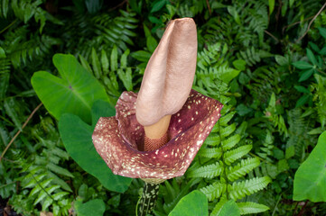 Close up of Amorphophallus paeoniifolius flower in tropical jungle. Exotic Elephant Foot Yam blossom details with phallic spadix and spotted spathe. Rare stinky plant in green rainforest nature.