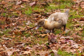 Muscovy duckling hunting for food under leaves