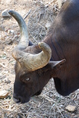 Gaur, Indian bison grazing in the field at summer.