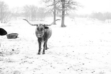 Texas longhorn cow in snowy pasture field on farm during cold winter storm.