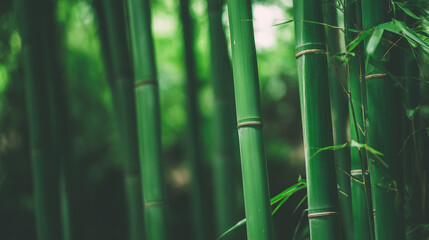 Fototapeta premium Bamboo stalks swaying and clacking in forest breeze with filtered daylight and motion blur. gardening catalogs, home-decor guides, designed for home decor and floral branding.
