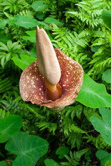 Blooming Amorphophallus paeoniifolius or Elephant Foot Yam in wild forest. Tall exotic flower with camouflage stem and wrinkled spathe. Stinky corpse flower relative in green tropical garden.