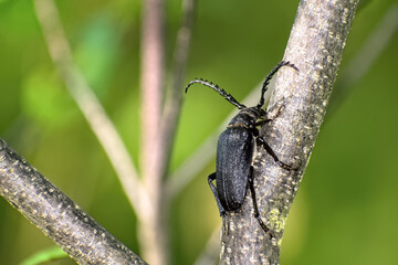 Tanner beetle (Prionus coriarius), large longhorn beetle species, sitting on wooden branch outdoors.